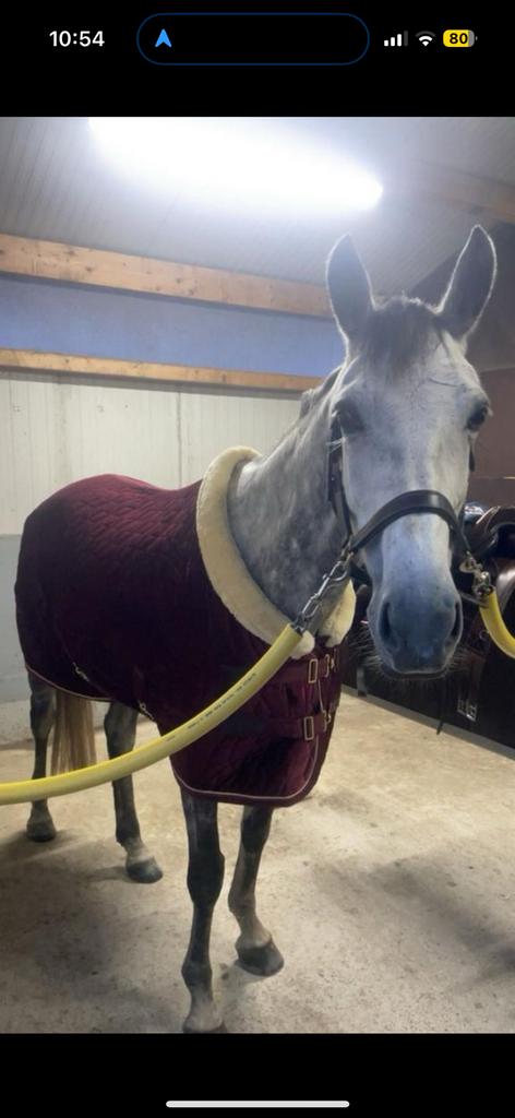 Kentucky showdeken bordeaux, Enlèvement ou Envoi, Comme neuf, Couverture