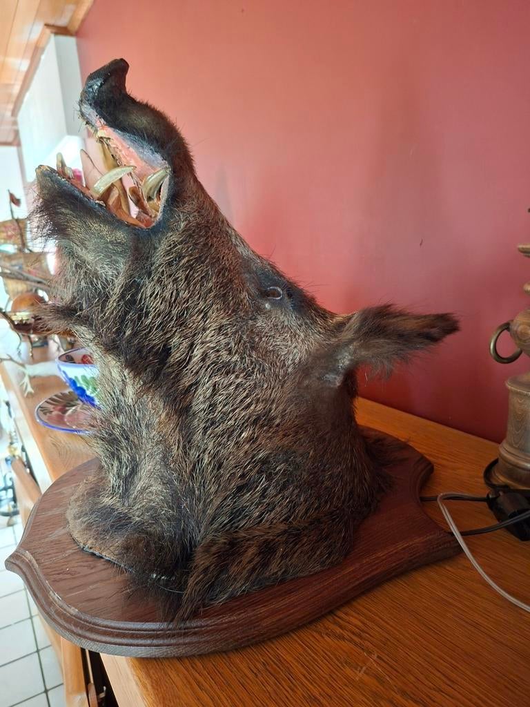 Tête de sanglier Everish, Enlèvement