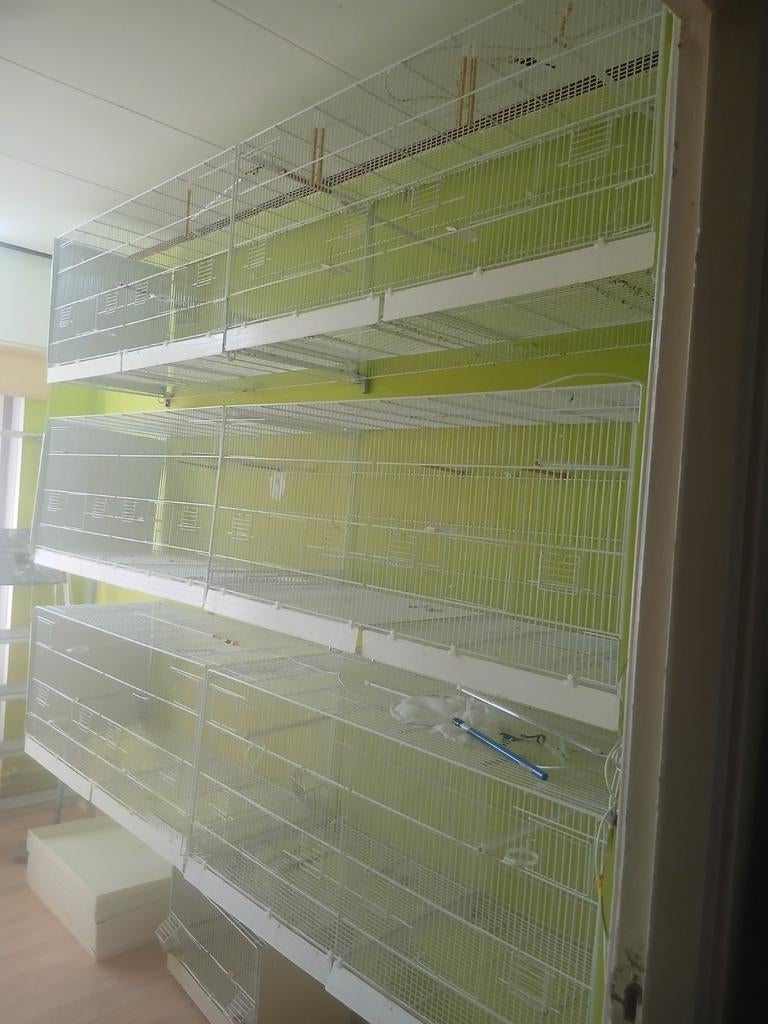 Te koop 6x broedkoien  120x50 compleet voerbakken tussen sc, Dieren en Toebehoren, Ophalen