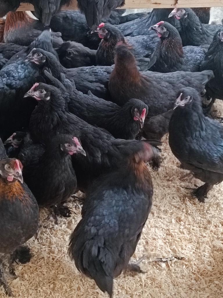 zuivere marans koperhals , donker bruine eitjes 4+1gratis, Dieren en Toebehoren, Vrouwelijk, Kip