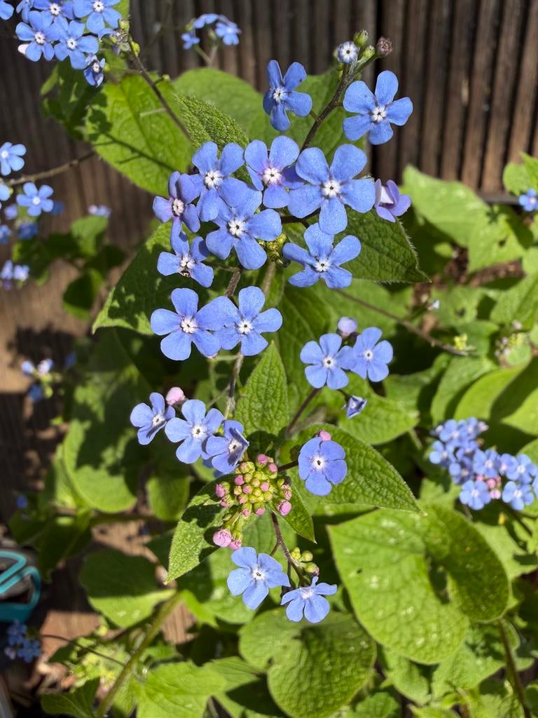 Kaukasisch vergeet-mij-nietje/ brunnera, Tuin en Terras, Ophalen, Vaste plant