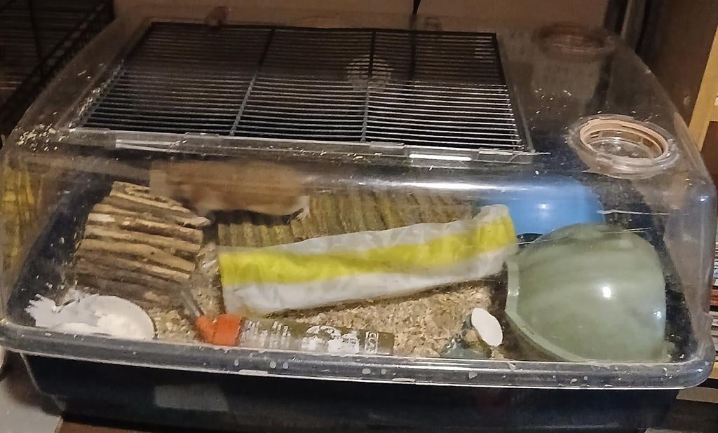 Hamster en kooi 15 euro bieden mag, Ophalen