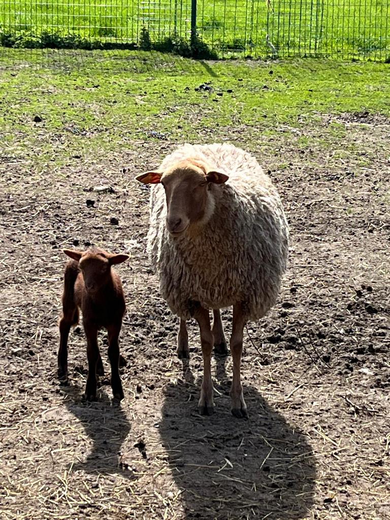 Ardense voskop ooi + ramlam, Animaux & Accessoires, Moutons, Chèvres & Cochons, Mouton, Plusieurs animaux, 0 à 2 ans