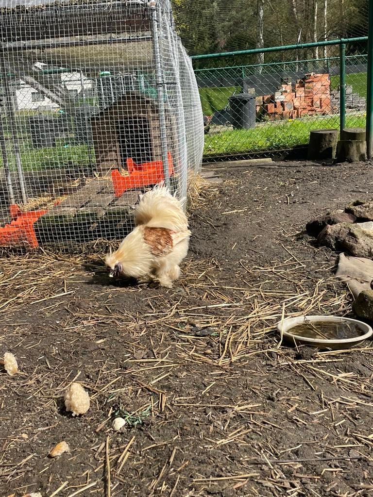 Haantjes, Mannelijk, Kip