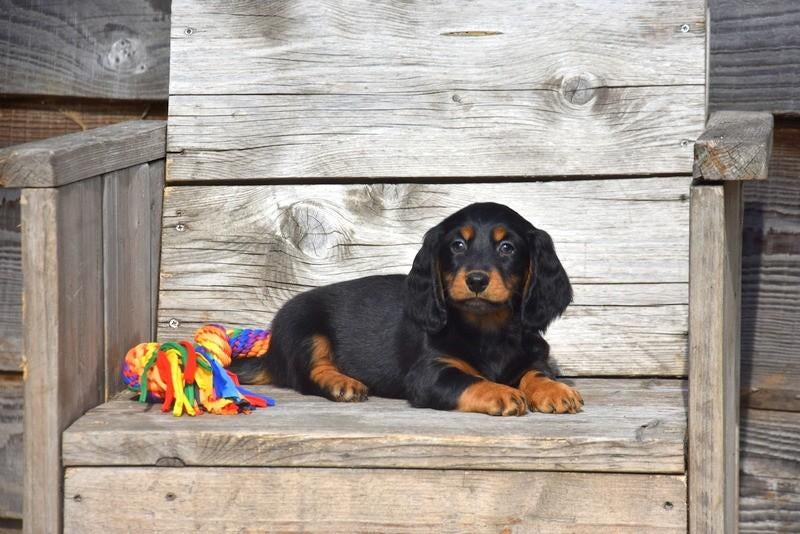 Prachtig Black and Tan Teckel pupje, Poils courts, Chien (mâle), Belgique, Plusieurs