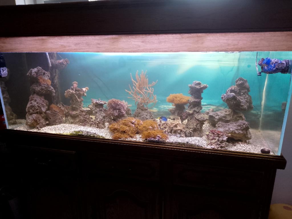 aquarium marin, Enlèvement, Utilisé, Aquarium d'eau de mer rempli