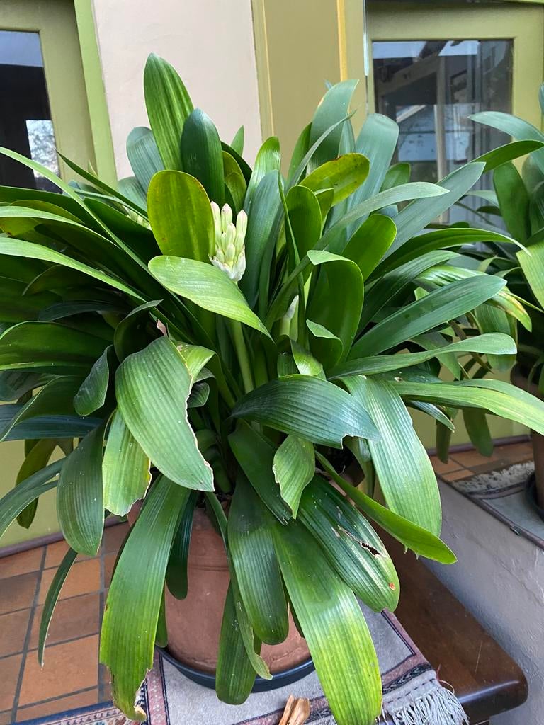 Bloeiende clivia, Ophalen