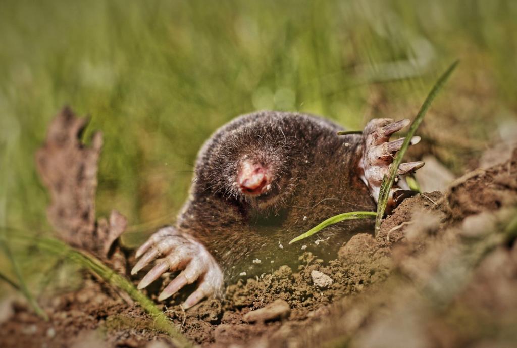 Stop aux taupes, Enlèvement, Neuf