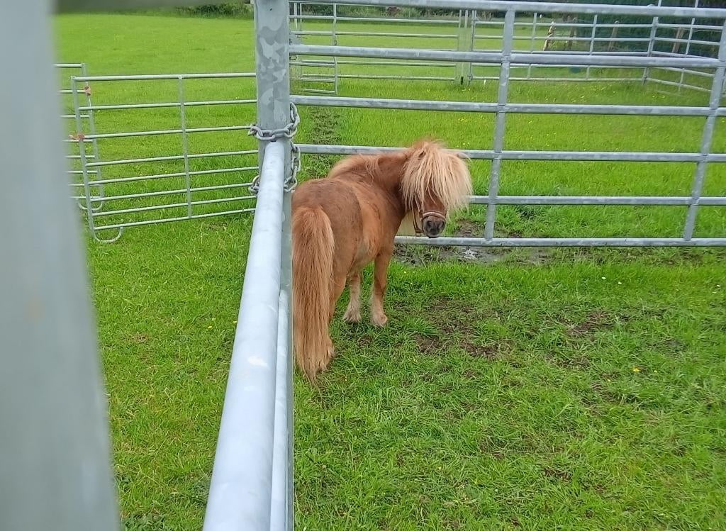 Mini-étalon, Poney de récréation, Poney A (jusqu'à 1.17 m), Étalon, 11 ans ou plus