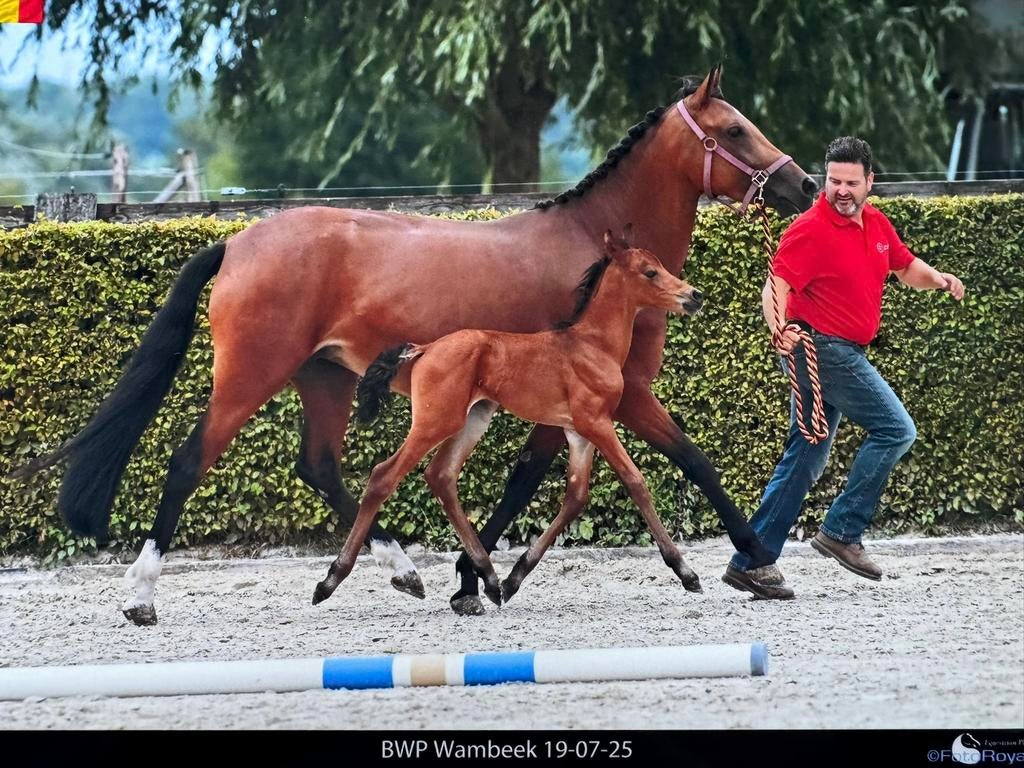 Pony hengstenveulen, Animaux & Accessoires, Poneys, Étalon, Non dressé, Poney de saut, 0 à 2 ans, Avec pedigree, Avec puce électronique