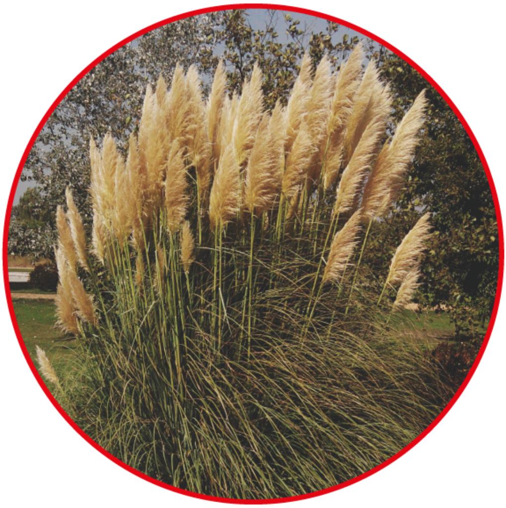 Branche de Pampas coupée fin septembre, Maison & Meubles, Enlèvement, Autres espèces, 100 à 150 cm