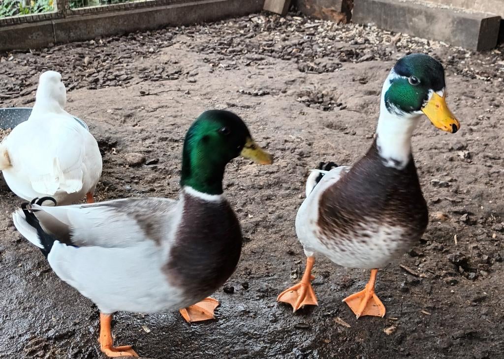 Hollandse kwaker, Mâle, Canard