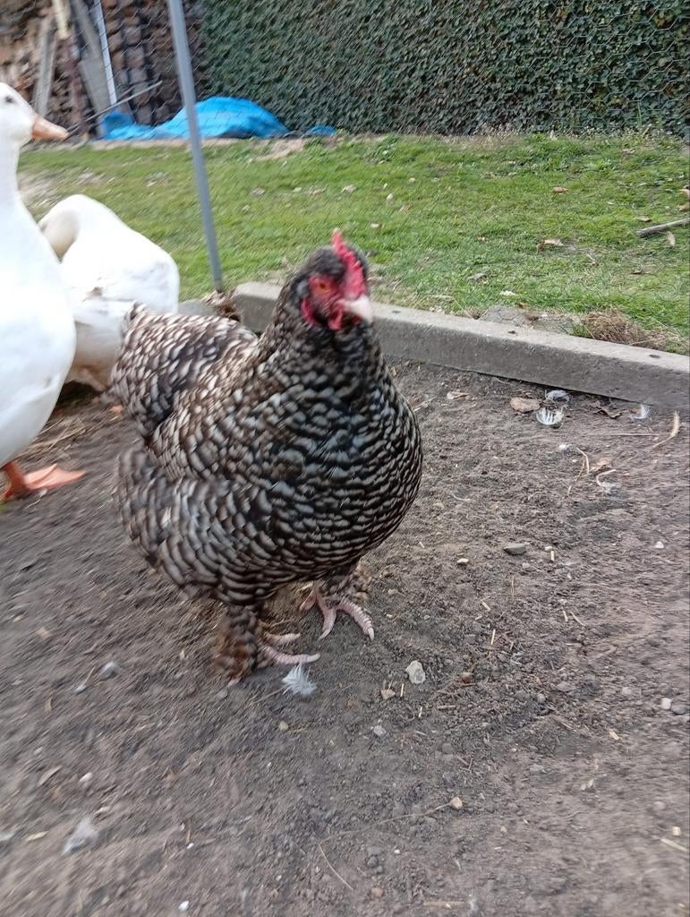 Mechelse koekoek hennen of ruil