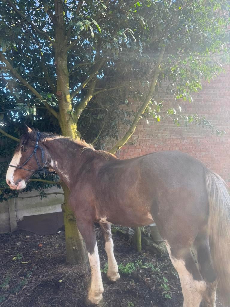 Clydesdale merrie, Dieren en Toebehoren, Merrie, 175 cm of meer, Met stamboom, Zadelmak