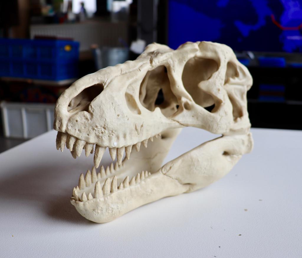 Kop T rex Dinosaurus, Verzenden, Nieuw, Reptiel of Amfibie, Schedel