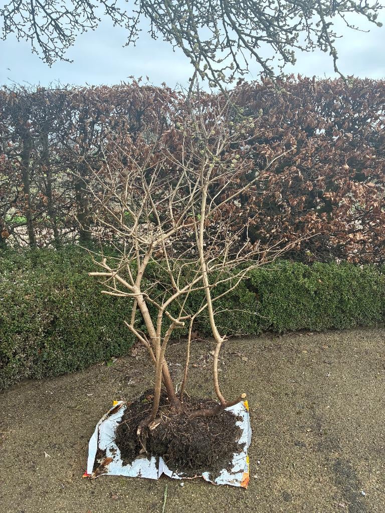 struik  Gelderse roos of Viburnum opulus, Tuin en Terras, Planten | Struiken en Hagen, Ophalen, Struik