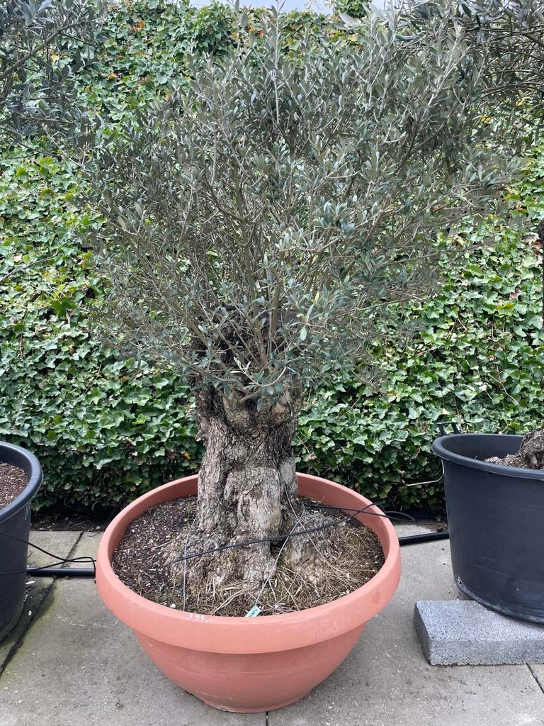 Olijfboom, Tuin en Terras, Planten | Bomen, Ophalen, Olijfboom