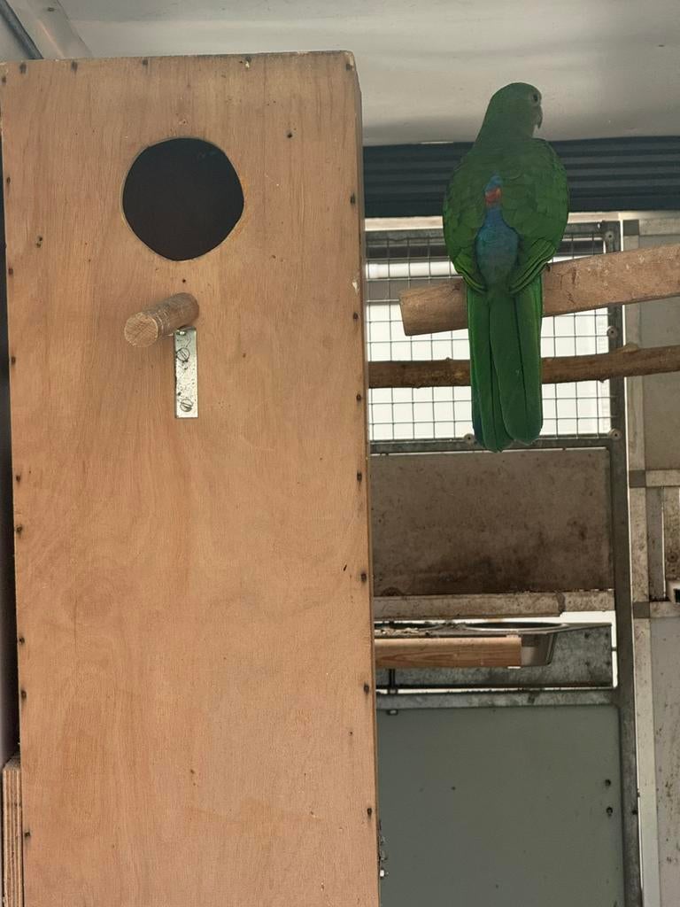 Koningsparkiet, Dieren en Toebehoren, Vrouwelijk, Parkiet, Geringd