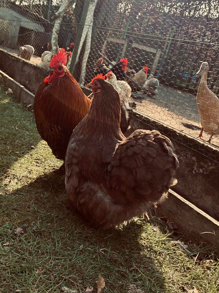 5 haantjes, Dieren en Toebehoren, Pluimvee, Mannelijk, Kip