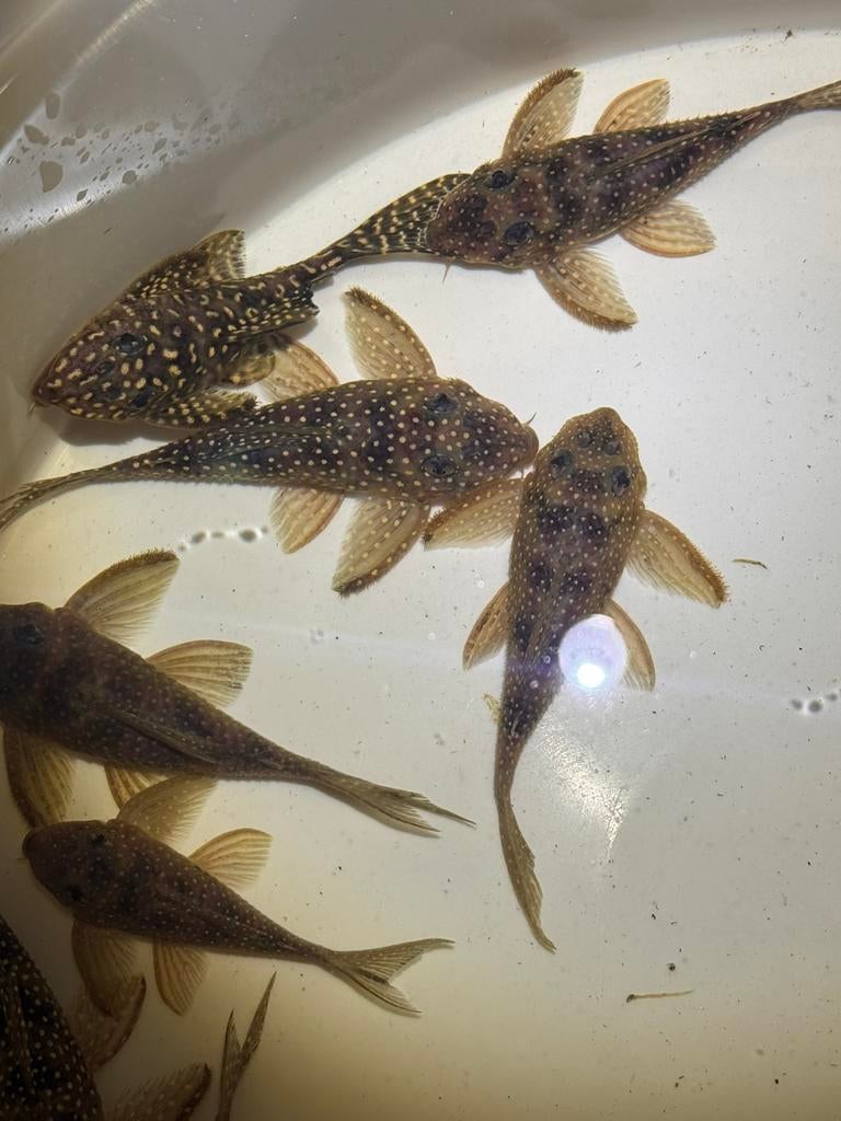 L136b pleco