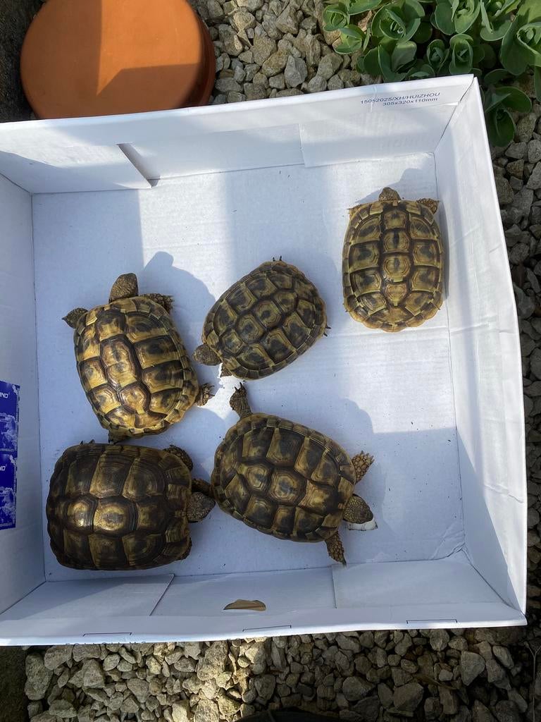 T.h.boettgeri (Griekse landschildpad), Schildpad, 3 tot 6 jaar