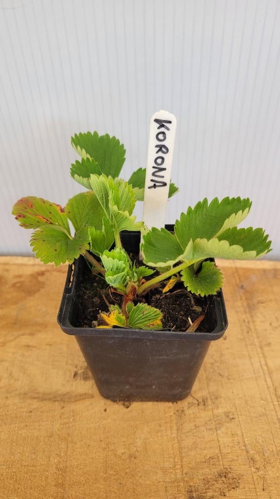 Aardbei "Korona"- "Lambada" - "Ostara", Tuin en Terras, Planten | Tuinplanten, Vaste plant, Fruitplanten, Volle zon, Lente, Ophalen