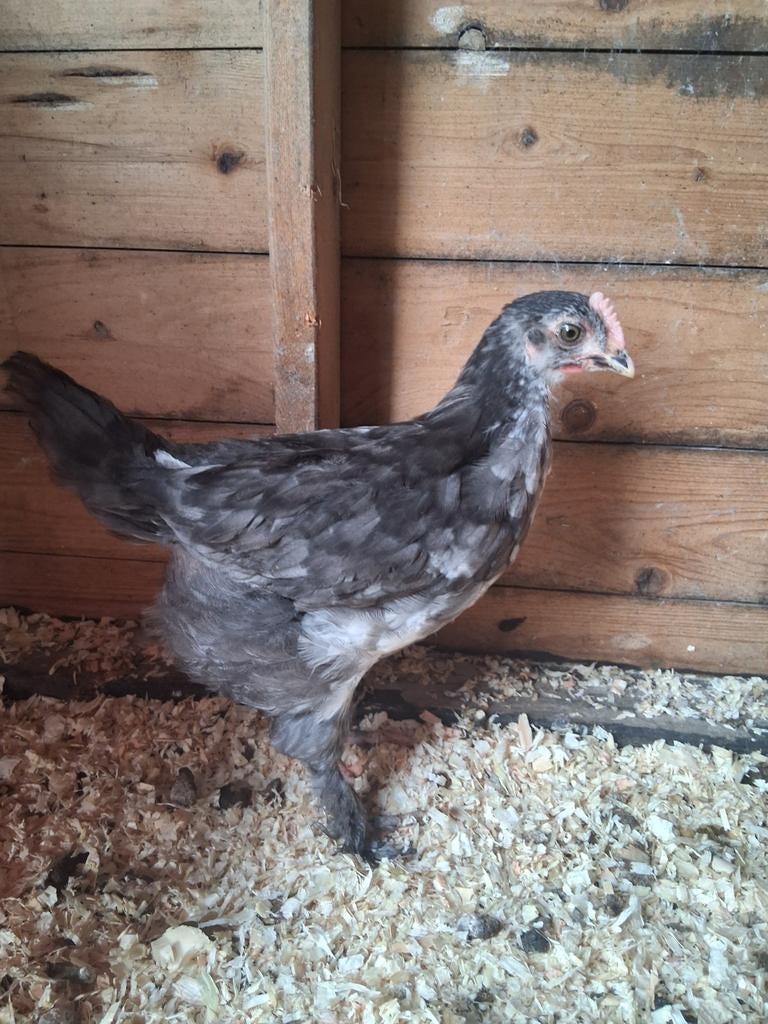 2 poussins à vendre, Animaux & Accessoires, Plusieurs animaux, Poule ou poulet