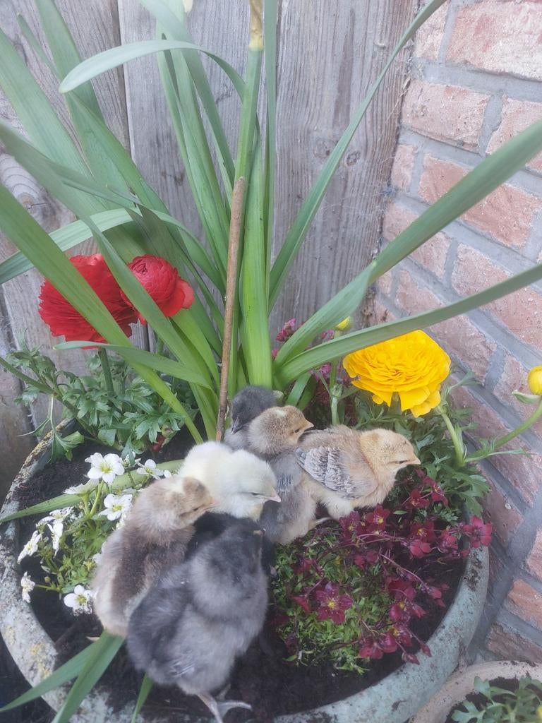 Poussins de Pâques de races de poules pondeuses