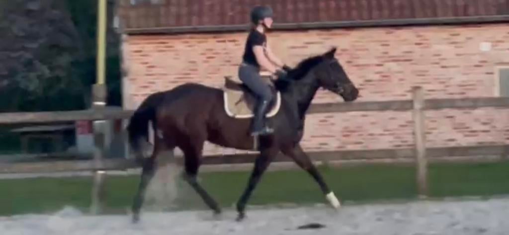 4 jarige recratie/wandel merrie, Vermifugé, Débourré, 165 à 170 cm, Cheval de récréation