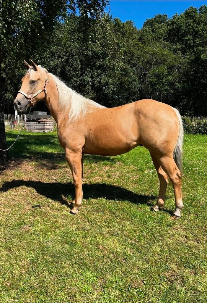 Quarter EYECATCHER palomino ruin 4 jaar AQHA, Animaux & Accessoires, Hongre