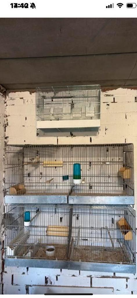 2 kweekkooien 90cm, Enlèvement