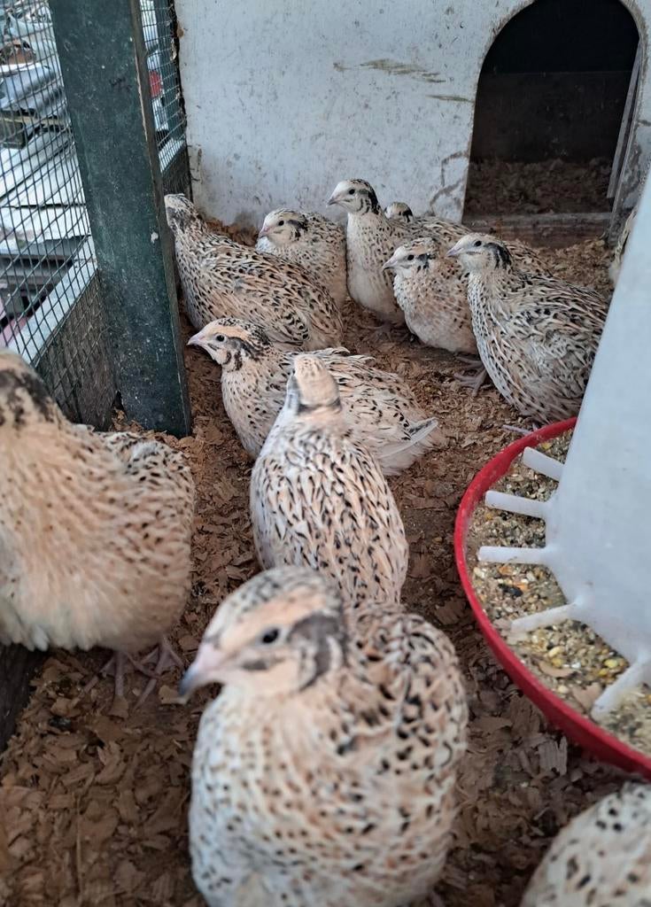 Japanse kwartel kweekgroep, Plusieurs animaux, Autres espèces