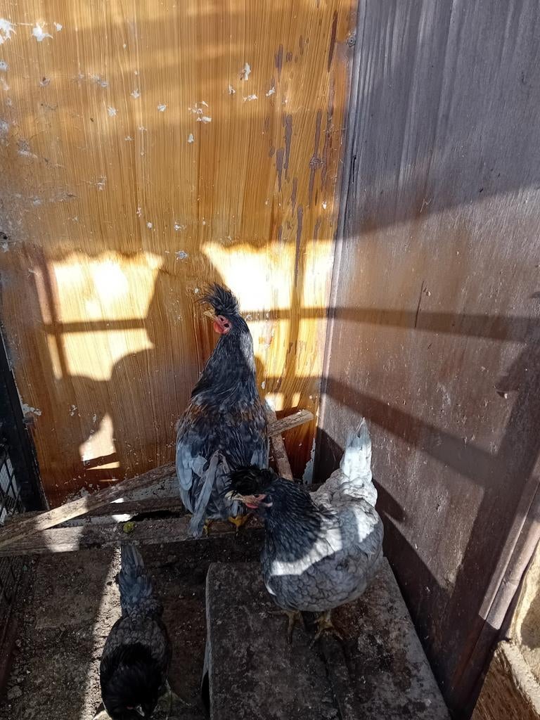 Kosovolangkraaier, Dieren en Toebehoren, Pluimvee