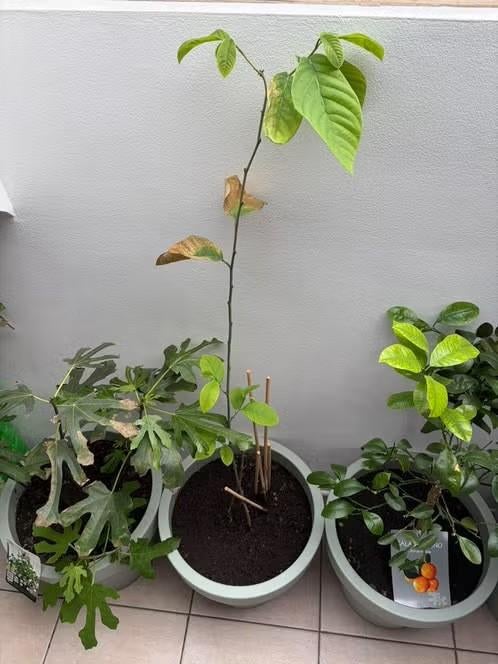 Cherimoya boompje in pot, Tuin en Terras, Planten | Bomen, Overige soorten, 100 tot 250 cm, Halfschaduw, Zomer, In pot, Ophalen