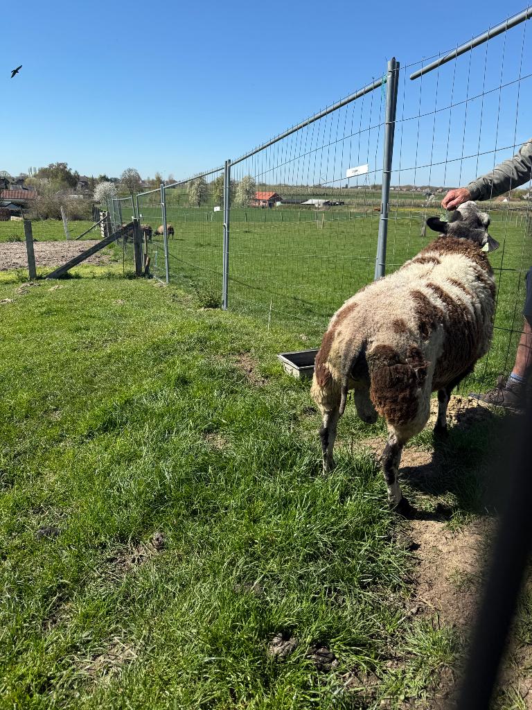 Twee dekrammen te koop, Dieren en Toebehoren, Schapen, Geiten en Varkens, Schaap, Mannelijk, 0 tot 2 jaar