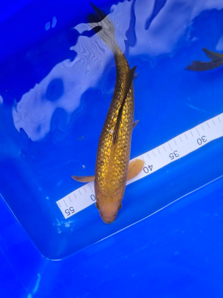 Marusei ginrin chagoi 30 plus cm, Dieren en Toebehoren, Vissen | Vijvervissen