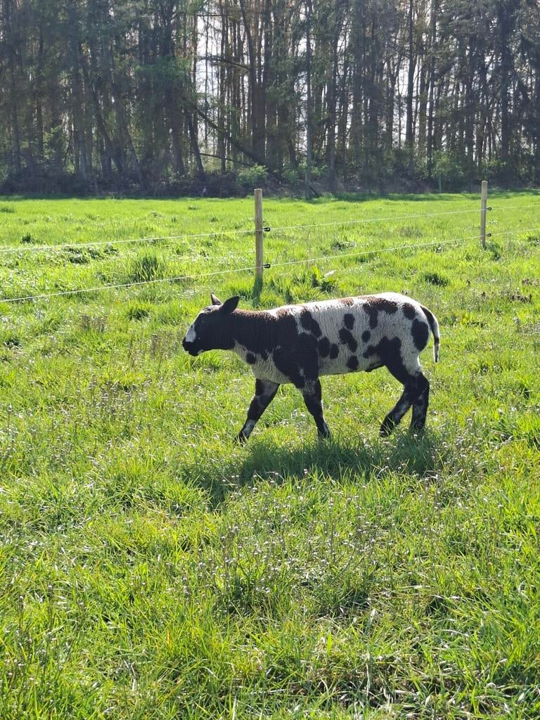 Baggerbonte ram, Dieren en Toebehoren