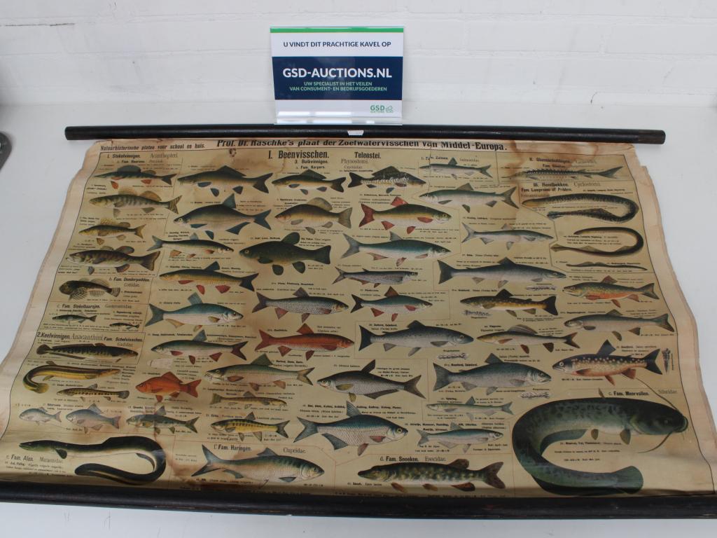 Vintage Schoolkaart - Plaat der Zoetwatervissen