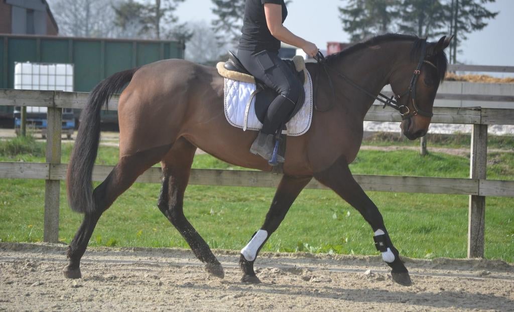 Knappe leuke merrie, Jument