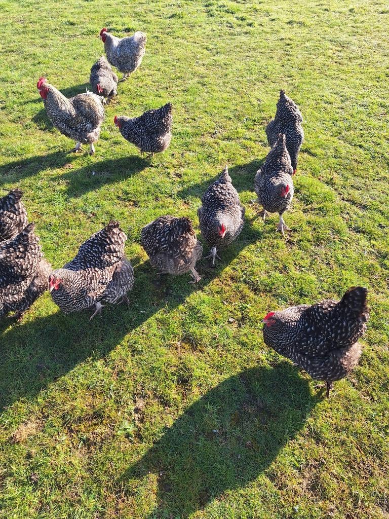 Broedeieren Mechelse koekoek