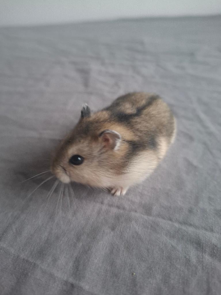 Lieve kleine Russische dwerghamsters zoeken een thuis, Dieren en Toebehoren, Knaagdieren, Hamster, Geslacht onbekend, Januari