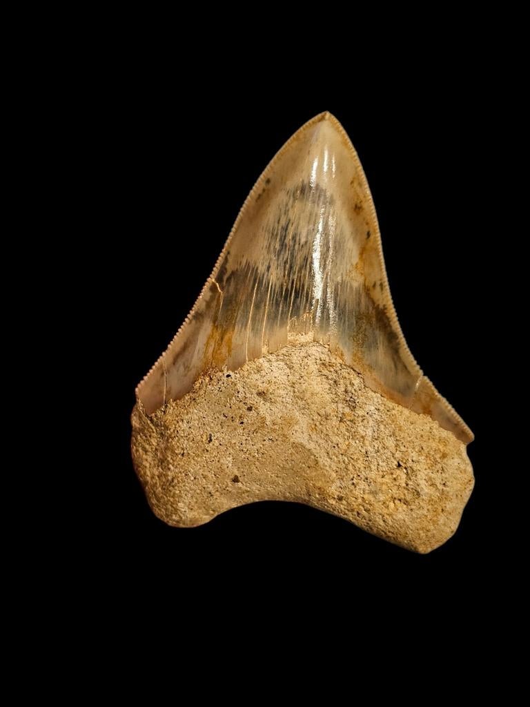 Prachtige megalodon tand uit Indonesie 8,7 cm, Verzamelen, Mineralen en Fossielen, Ophalen of Verzenden, Fossiel