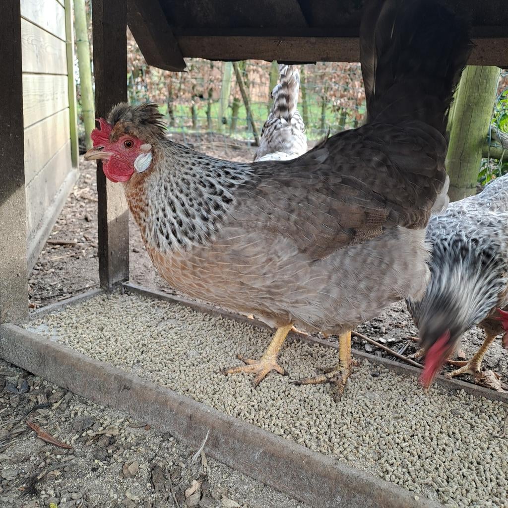 Cream legbar broedeieren