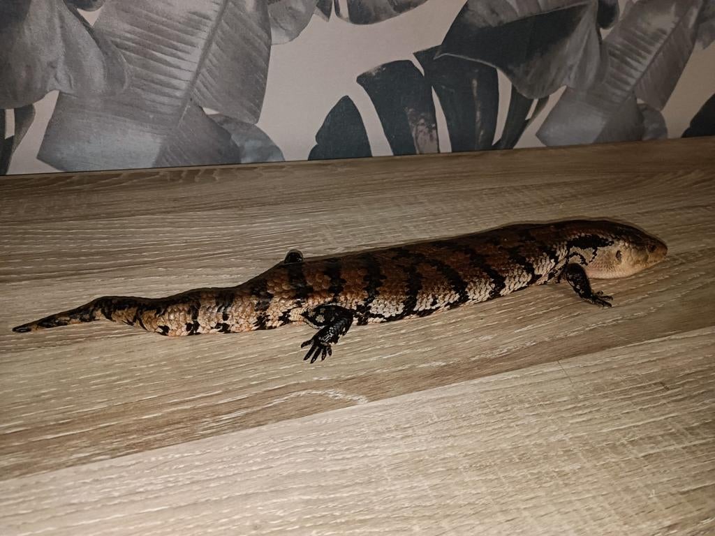 squinque a langue bleu femelle plus terra en osb de 1mx60x65, Enlèvement