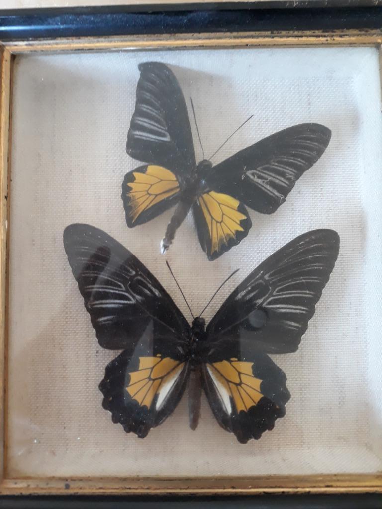 Papillons sous verre, Collections, Enlèvement ou Envoi, Comme neuf, Insecte, Autres types