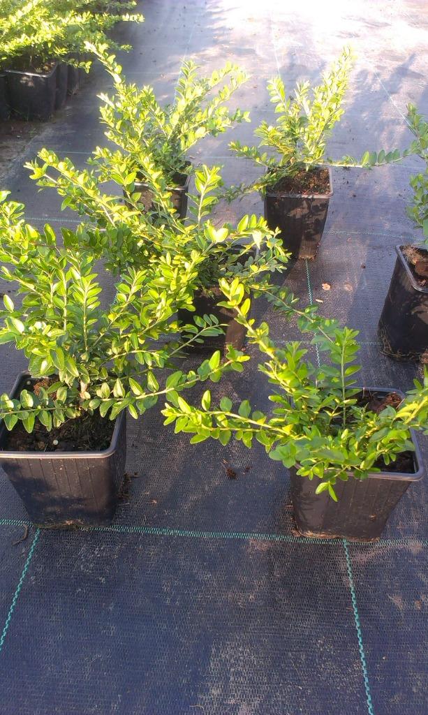 lonicera nitida 'Maigrün'': Bodembedekker, Ophalen, Overige soorten, Struik, Minder dan 100 cm