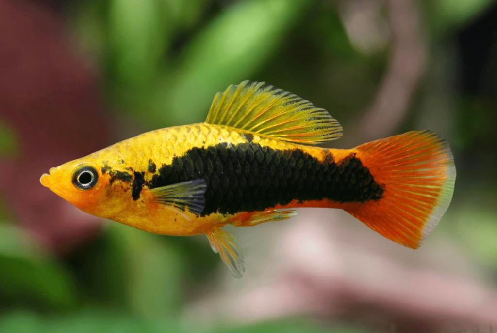 Hawaii Platy, Vis, Zoetwatervis, Schoolvis