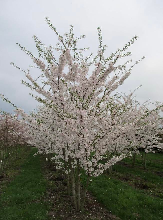 Meerstammige sierkersen in verschillende maten, Tuin en Terras, Planten | Bomen, Ophalen of Verzenden, Herfst
