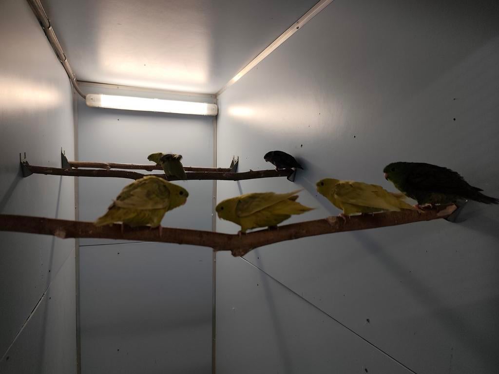 Catharina's grijsvleugel en grijsvleugel pallid poppen, Dieren en Toebehoren, Vogels | Parkieten en Papegaaien