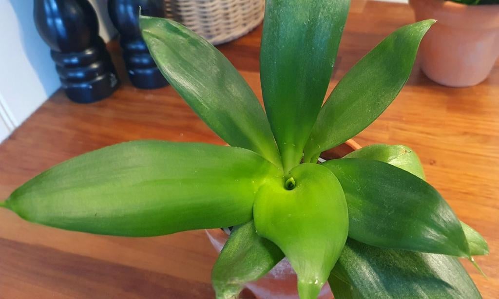 Sanseveria Hahnii, laagblijvende soort, Enlèvement